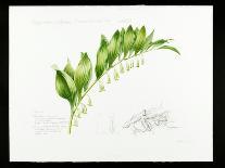 Tulip angelique-Sally Crosthwaite-Giclee Print
