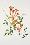 Agapanthus Group-Sally Crosthwaite-Giclee Print