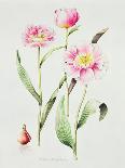 Pink primrose-Sally Crosthwaite-Framed Giclee Print