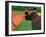 Sally Goes To The Farm-Stephen Huneck-Framed Giclee Print