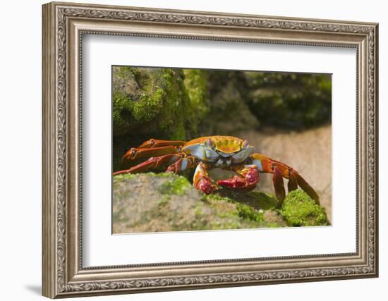 Sally Lightfoot Crab along Shoreline-DLILLC-Framed Photographic Print