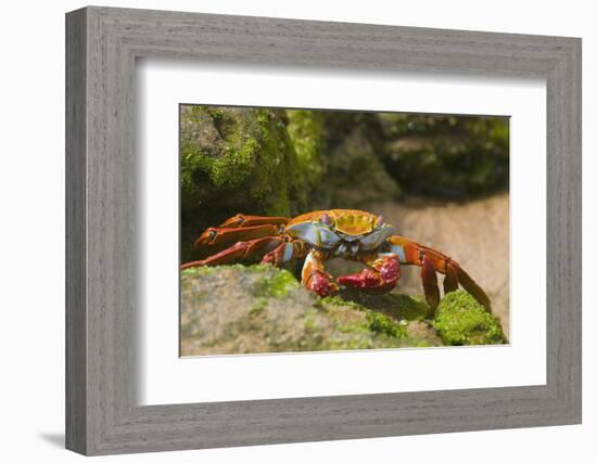 Sally Lightfoot Crab along Shoreline-DLILLC-Framed Photographic Print