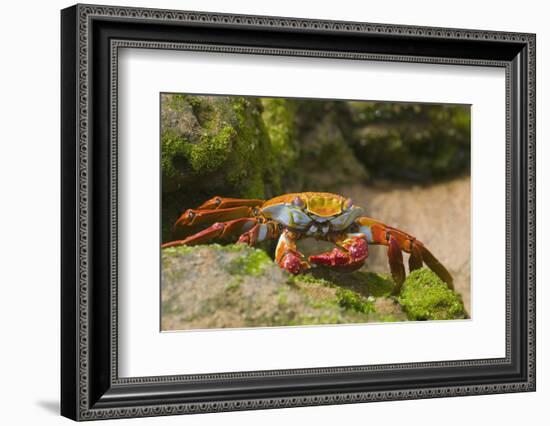 Sally Lightfoot Crab along Shoreline-DLILLC-Framed Photographic Print
