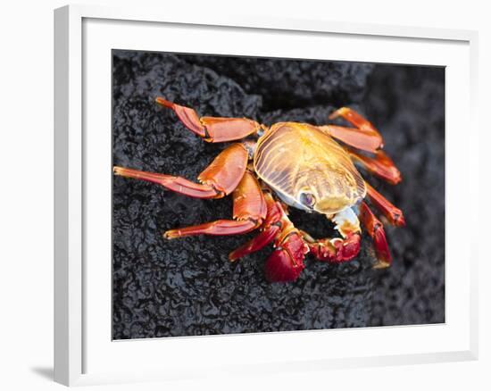 Sally Lightfoot Crab (Grapsus Grapsus), Cormorant Point, Isla Santa Maria, Galapagos Islands-Michael DeFreitas-Framed Photographic Print