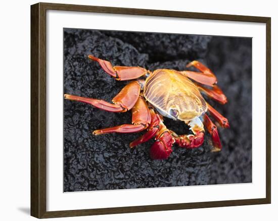 Sally Lightfoot Crab (Grapsus Grapsus), Cormorant Point, Isla Santa Maria, Galapagos Islands-Michael DeFreitas-Framed Photographic Print