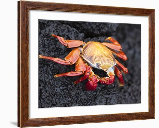 Sally Lightfoot Crab (Grapsus Grapsus), Cormorant Point, Isla Santa Maria, Galapagos Islands-Michael DeFreitas-Framed Photographic Print