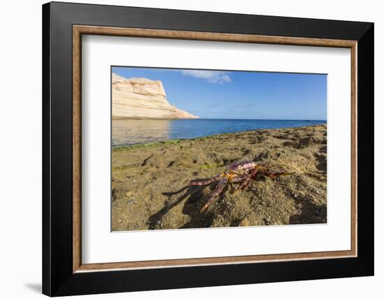 Sally Lightfoot Crab (Grapsus Grapsus), Moulted Exoskeleton at Punta Colorado, Baja California Sur-Michael Nolan-Framed Photographic Print