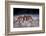 Sally Lightfoot Crab (Grapsus Grapsus) On Beach, Isabela Island, Galapagos, Ecuador. May-Ross Hoddinott-Framed Photographic Print