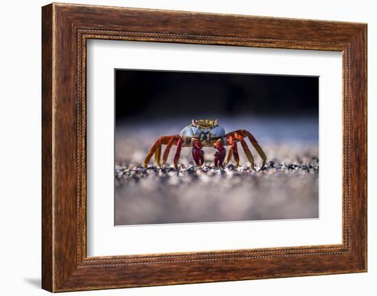 Sally Lightfoot Crab (Grapsus Grapsus) On Beach, Isabela Island, Galapagos, Ecuador. May-Ross Hoddinott-Framed Photographic Print