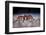 Sally Lightfoot Crab (Grapsus Grapsus) On Beach, Isabela Island, Galapagos, Ecuador. May-Ross Hoddinott-Framed Photographic Print