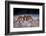 Sally Lightfoot Crab (Grapsus Grapsus) On Beach, Isabela Island, Galapagos, Ecuador. May-Ross Hoddinott-Framed Photographic Print