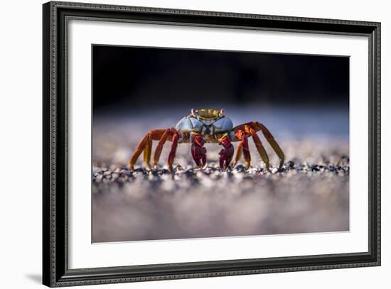 Sally Lightfoot Crab (Grapsus Grapsus) On Beach, Isabela Island, Galapagos, Ecuador. May-Ross Hoddinott-Framed Photographic Print