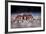 Sally Lightfoot Crab (Grapsus Grapsus) On Beach, Isabela Island, Galapagos, Ecuador. May-Ross Hoddinott-Framed Photographic Print