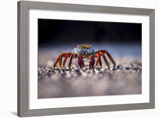 Sally Lightfoot Crab (Grapsus Grapsus) On Beach, Isabela Island, Galapagos, Ecuador. May-Ross Hoddinott-Framed Photographic Print