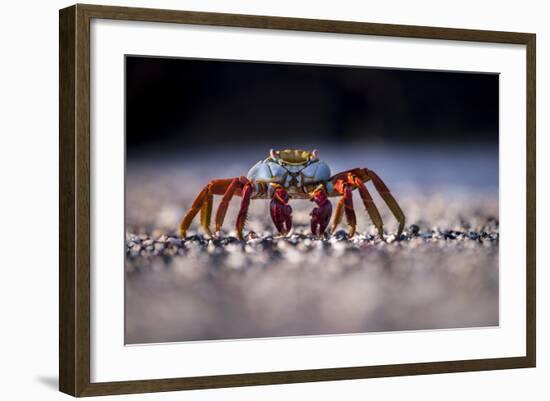 Sally Lightfoot Crab (Grapsus Grapsus) On Beach, Isabela Island, Galapagos, Ecuador. May-Ross Hoddinott-Framed Photographic Print