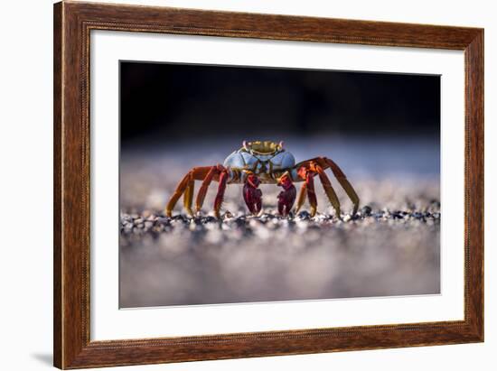 Sally Lightfoot Crab (Grapsus Grapsus) On Beach, Isabela Island, Galapagos, Ecuador. May-Ross Hoddinott-Framed Photographic Print