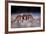 Sally Lightfoot Crab (Grapsus Grapsus) On Beach, Isabela Island, Galapagos, Ecuador. May-Ross Hoddinott-Framed Photographic Print