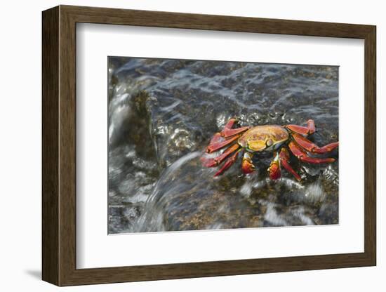 Sally Lightfoot Crab in Flowing Water-DLILLC-Framed Photographic Print