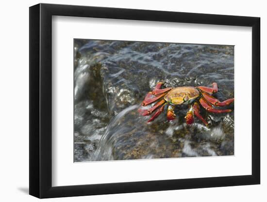 Sally Lightfoot Crab in Flowing Water-DLILLC-Framed Photographic Print