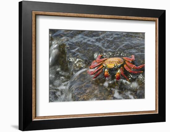 Sally Lightfoot Crab in Flowing Water-DLILLC-Framed Photographic Print