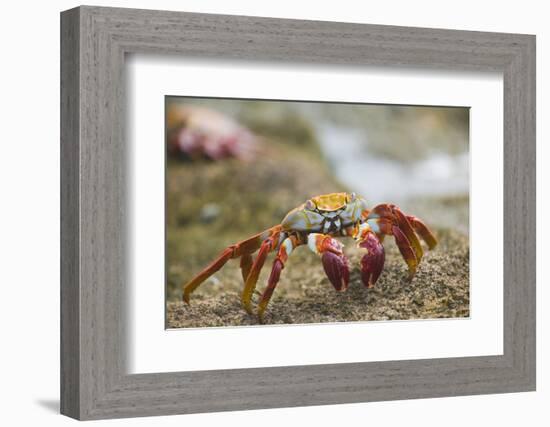 Sally Lightfoot Crab in the Sand-DLILLC-Framed Photographic Print