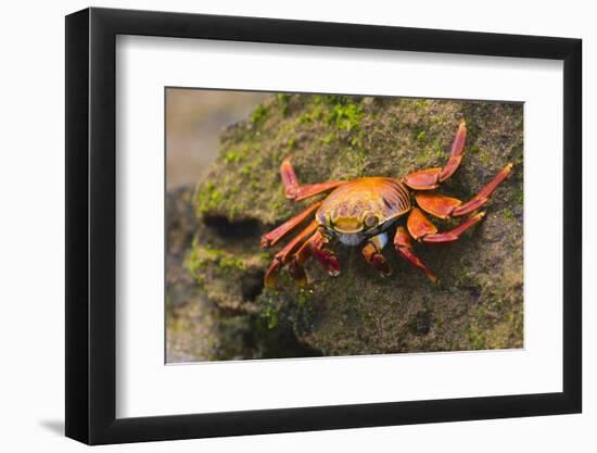 Sally Lightfoot Crab on a Rock-DLILLC-Framed Photographic Print