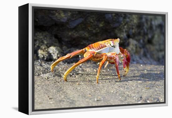 Sally Lightfoot Crab on Floreana Island, Galapagos Islands-Diane Johnson-Framed Premier Image Canvas