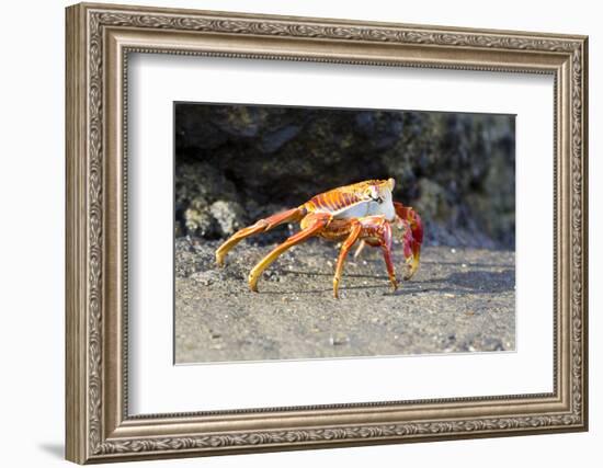 Sally Lightfoot Crab on Floreana Island, Galapagos Islands-Diane Johnson-Framed Photographic Print