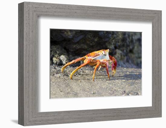 Sally Lightfoot Crab on Floreana Island, Galapagos Islands-Diane Johnson-Framed Photographic Print