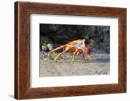 Sally Lightfoot Crab on Floreana Island, Galapagos Islands-Diane Johnson-Framed Photographic Print