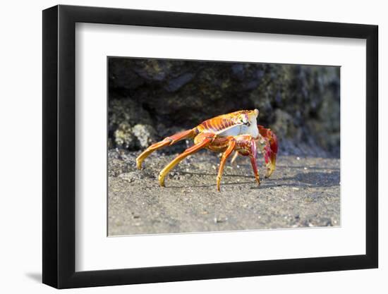Sally Lightfoot Crab on Floreana Island, Galapagos Islands-Diane Johnson-Framed Photographic Print