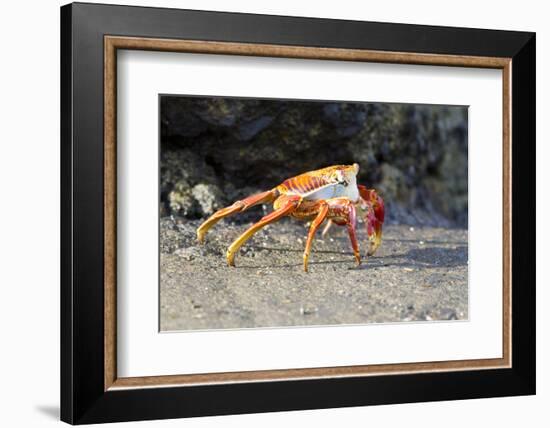 Sally Lightfoot Crab on Floreana Island, Galapagos Islands-Diane Johnson-Framed Photographic Print