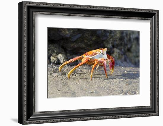 Sally Lightfoot Crab on Floreana Island, Galapagos Islands-Diane Johnson-Framed Photographic Print