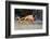 Sally Lightfoot Crab on Floreana Island, Galapagos Islands-Diane Johnson-Framed Photographic Print