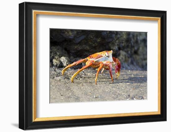 Sally Lightfoot Crab on Floreana Island, Galapagos Islands-Diane Johnson-Framed Photographic Print