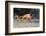 Sally Lightfoot Crab on Floreana Island, Galapagos Islands-Diane Johnson-Framed Photographic Print