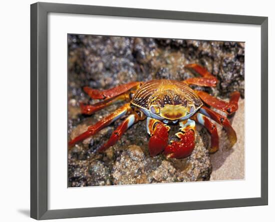 Sally Lightfoot Crab on the Galapagos Islands, Ecuador-Stuart Westmoreland-Framed Photographic Print