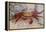 Sally Lightfoot Crab-DLILLC-Framed Premier Image Canvas