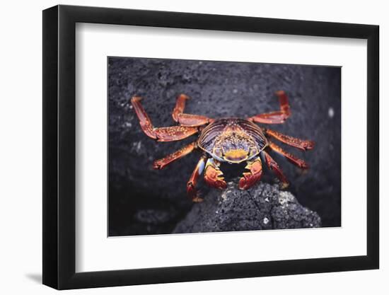 Sally Lightfoot Crab-DLILLC-Framed Photographic Print