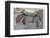 Sally Lightfoot Crab-DLILLC-Framed Photographic Print