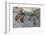 Sally Lightfoot Crab-DLILLC-Framed Photographic Print