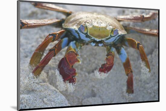 Sally Lightfoot Crab-DLILLC-Mounted Photographic Print