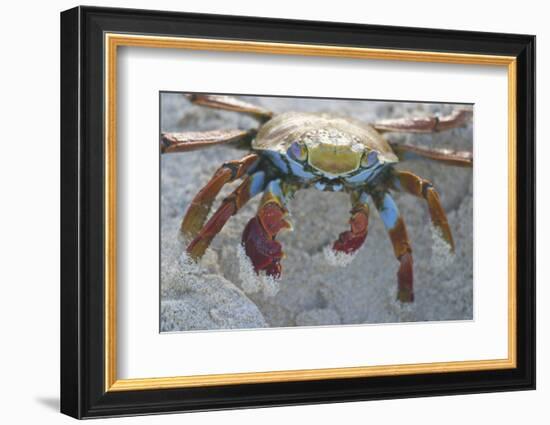 Sally Lightfoot Crab-DLILLC-Framed Photographic Print