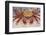 Sally Lightfoot Crab-DLILLC-Framed Photographic Print