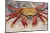 Sally Lightfoot Crab-DLILLC-Mounted Photographic Print