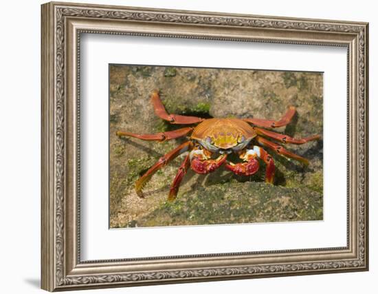 Sally Lightfoot Crab-DLILLC-Framed Photographic Print