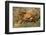 Sally Lightfoot Crab-DLILLC-Framed Photographic Print