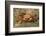 Sally Lightfoot Crab-DLILLC-Framed Photographic Print