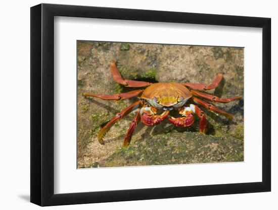 Sally Lightfoot Crab-DLILLC-Framed Photographic Print