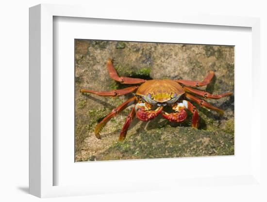 Sally Lightfoot Crab-DLILLC-Framed Photographic Print